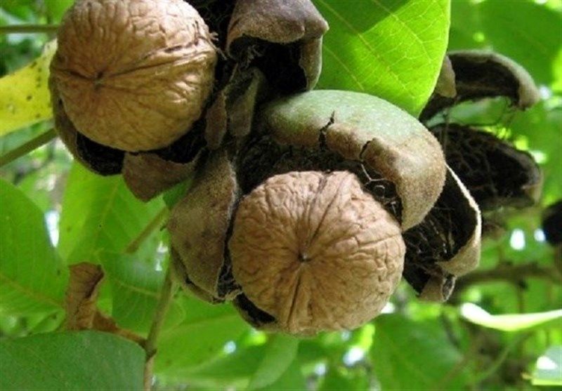 خشکسالیهای متوالی به گسترش آفت کرم خراط در کرمان دامن زد