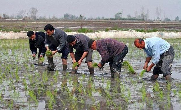 در تولید بذر آموزش بهره‌برداران اصل است