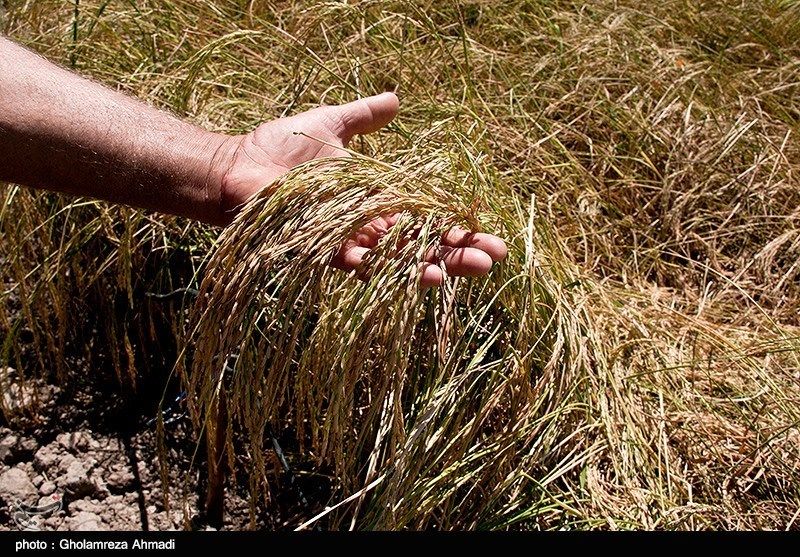 بیمه به تعهداتش عمل نکرد؛ کشاورزان بیرغبت شدند